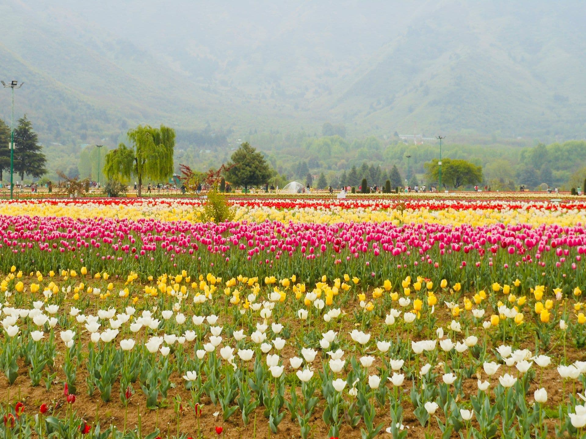 tulip gardens srinagar