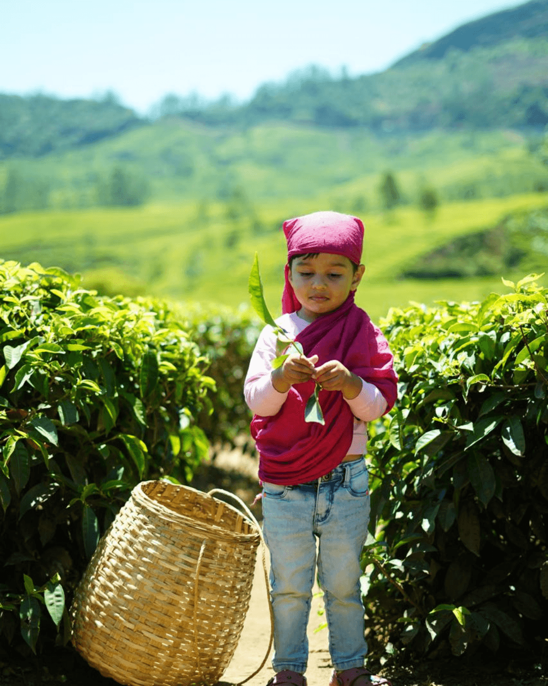 Photography in Munnar, tea plantation, spice plantation