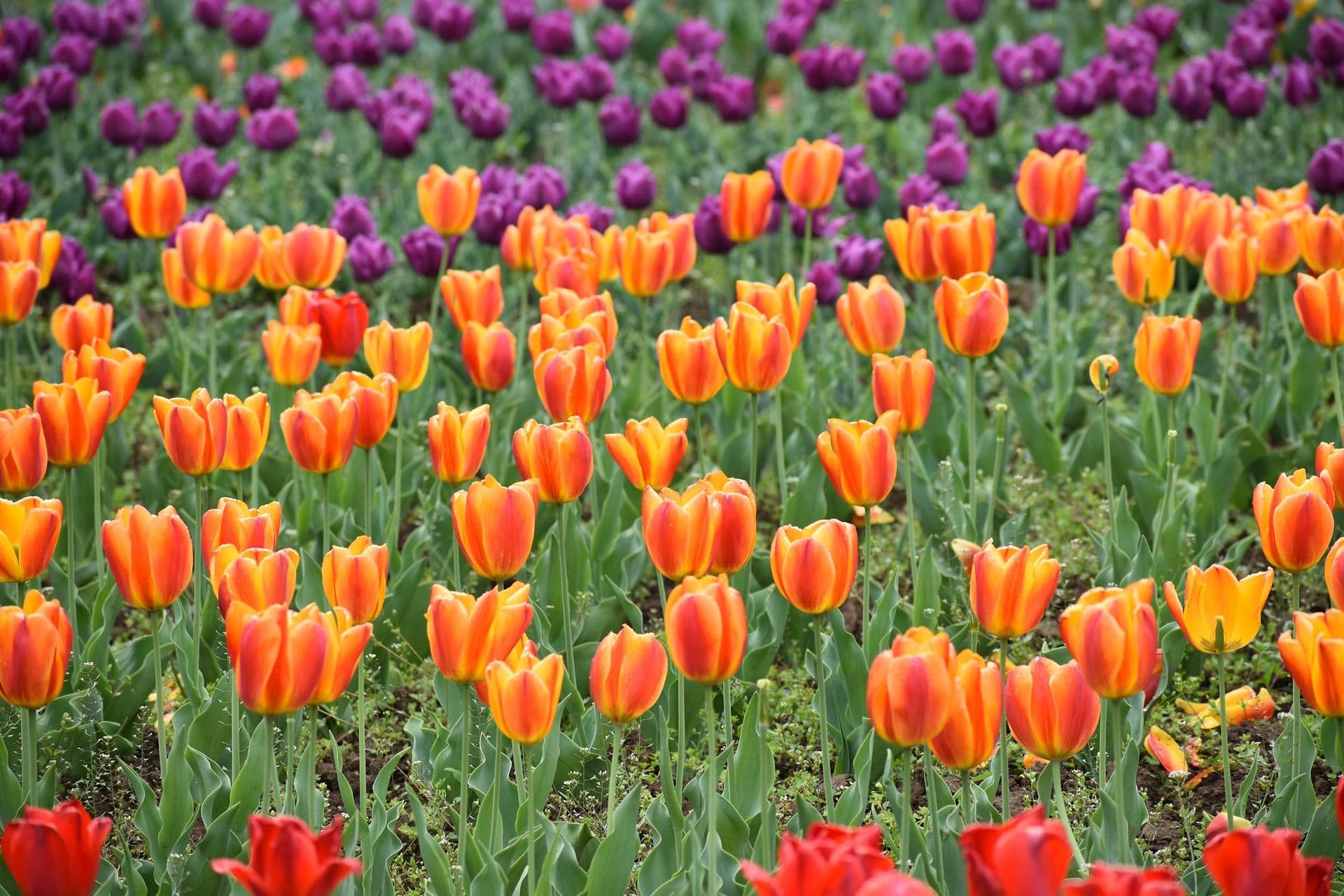 Shalimar bagh, Tulip gardens