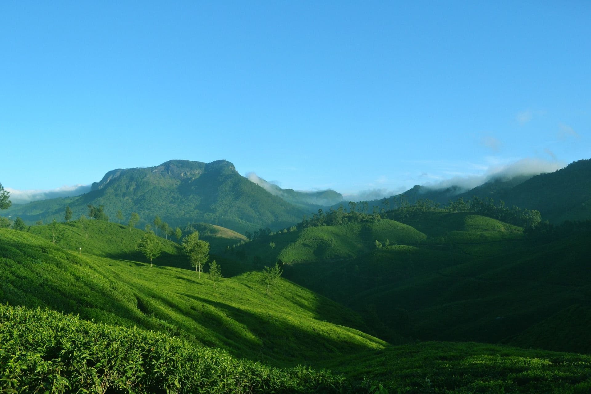 munnar, tea gardens