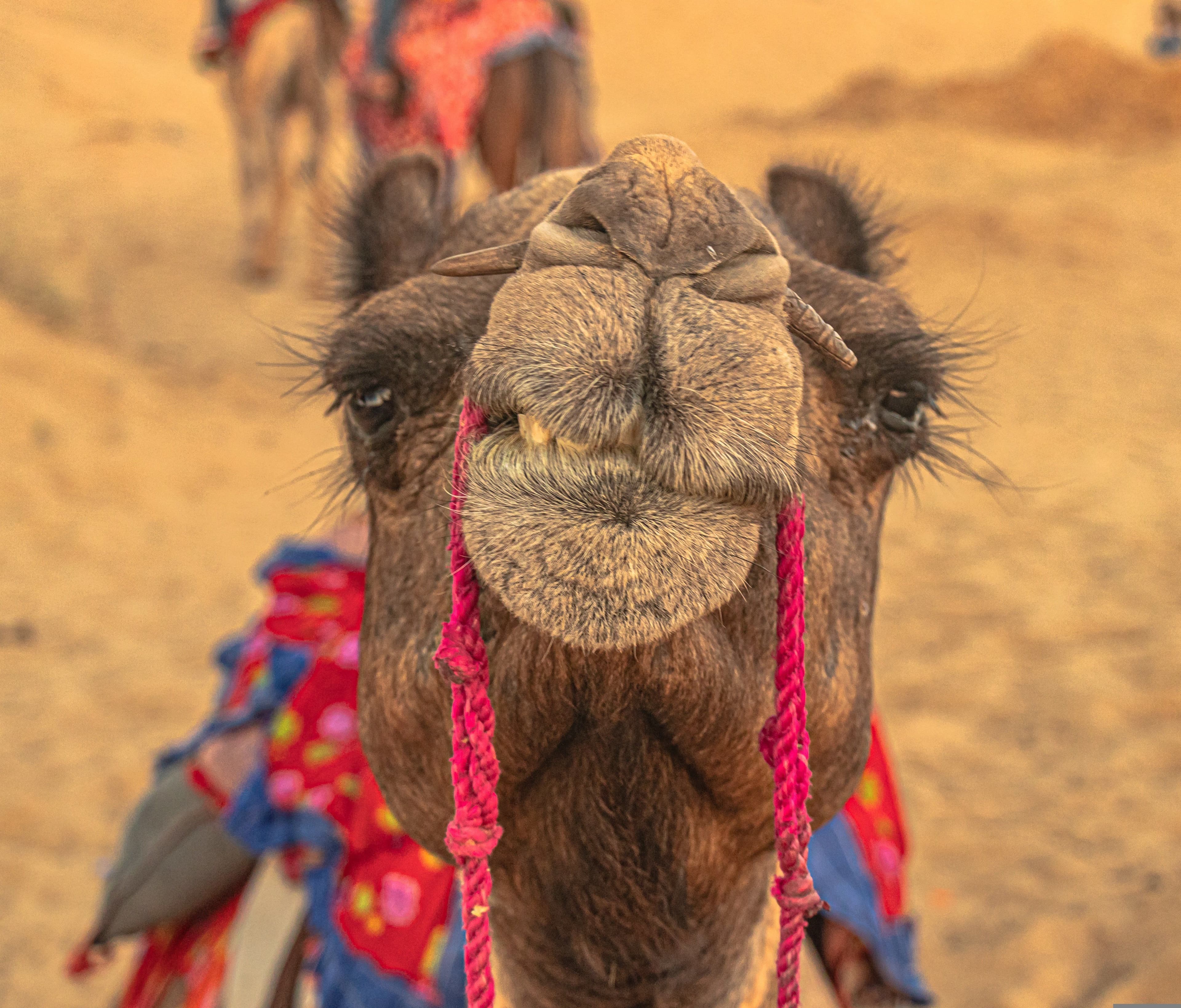 rajasthan